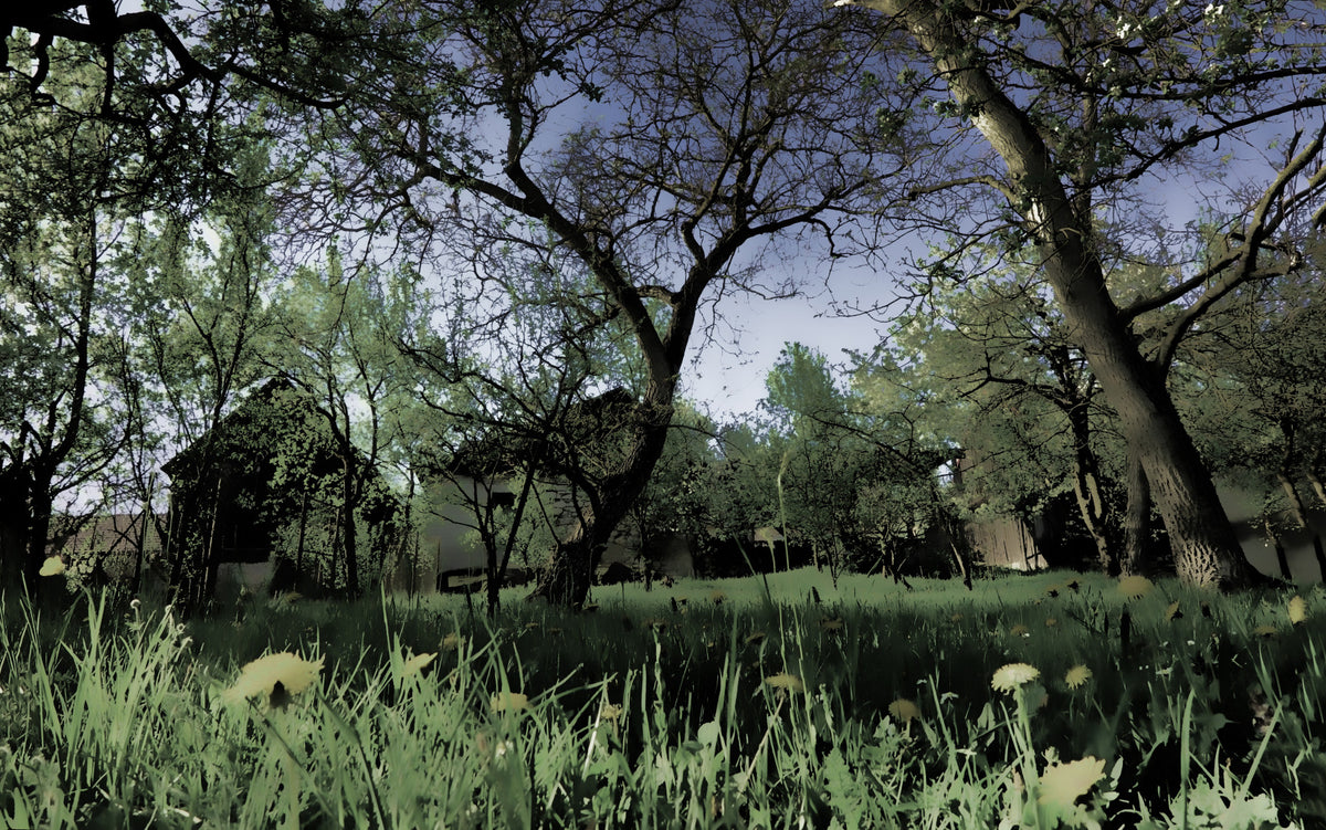 Serene Forest Landscape Art Print | Tranquil Nature Photography | Greenery and Trees Wall Mural in your room