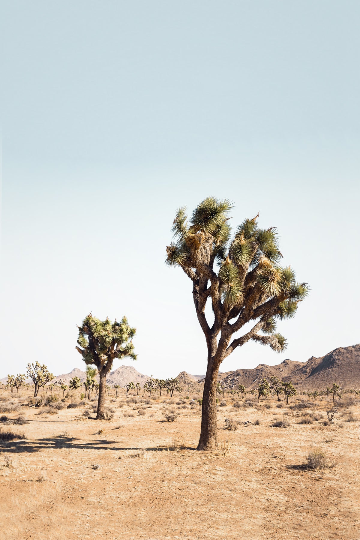 Desert Tree Wall Mural in your room
