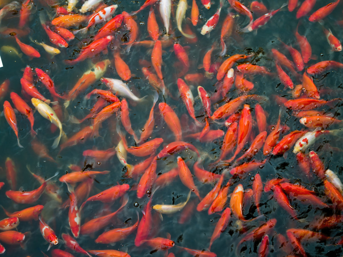 Koi Pond Swirl Wall Mural