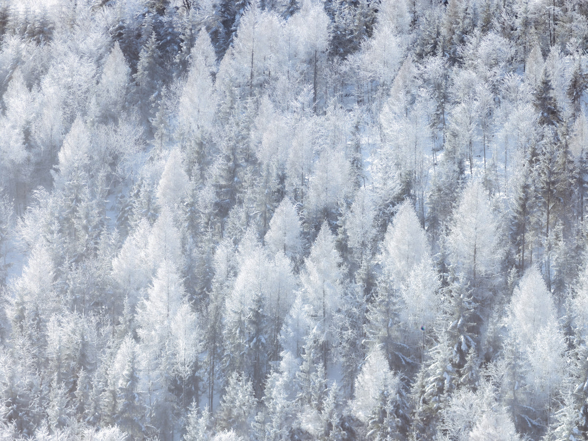 Frosted Woodland Dream Wall Mural in your room