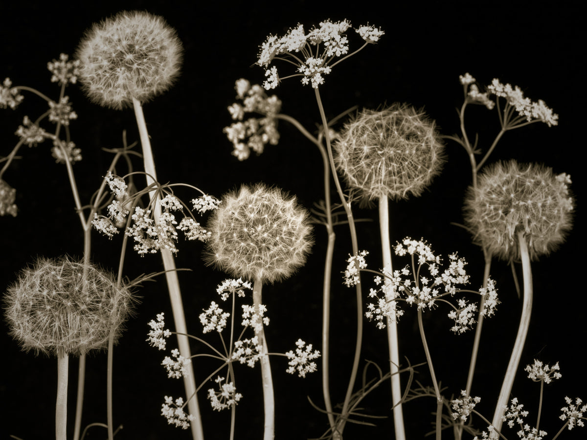 Floral Whispers Wall Mural in your room — zoomed