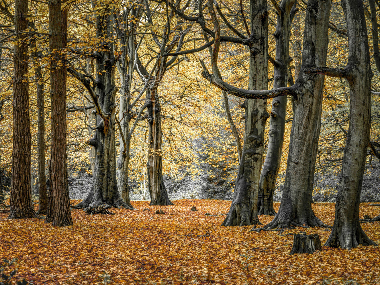 Enchanting Fall Woods Wall Mural
