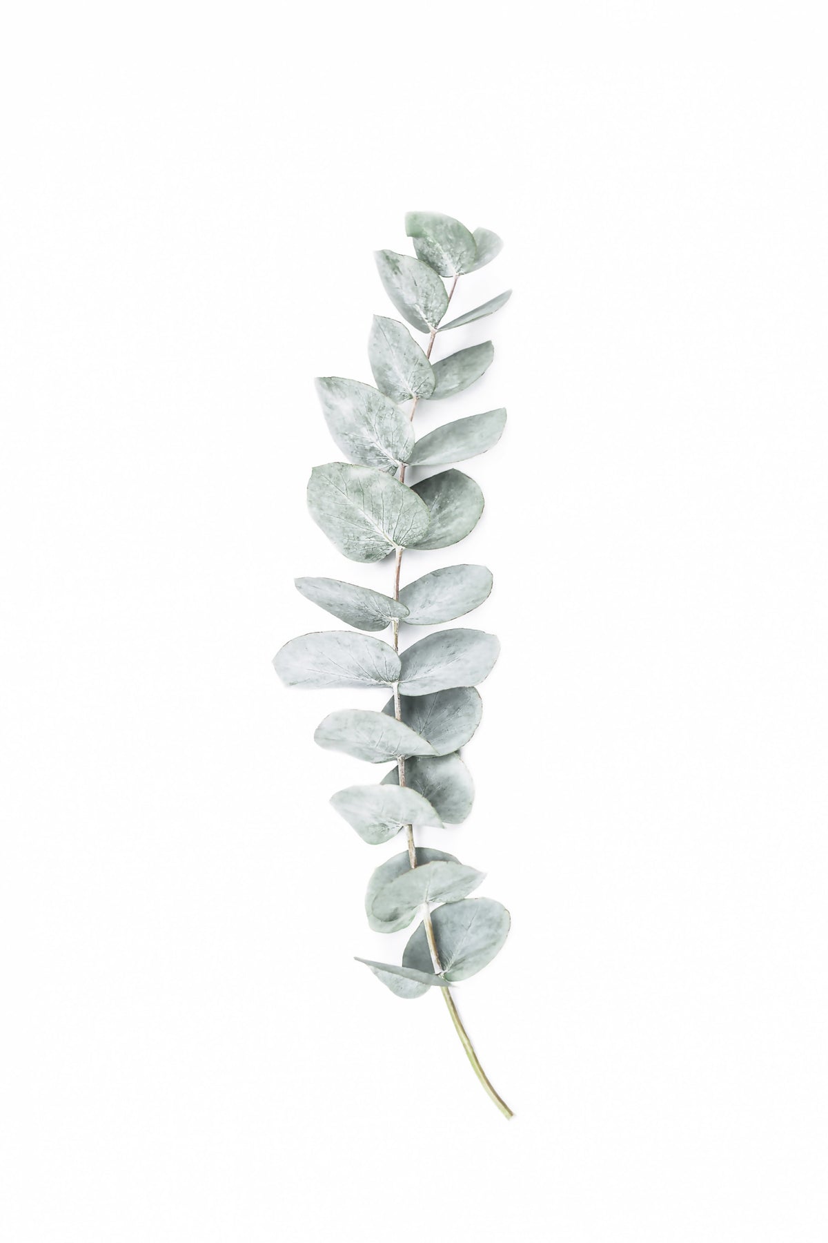 EucalyptusI Wall Mural in your room — zoomed