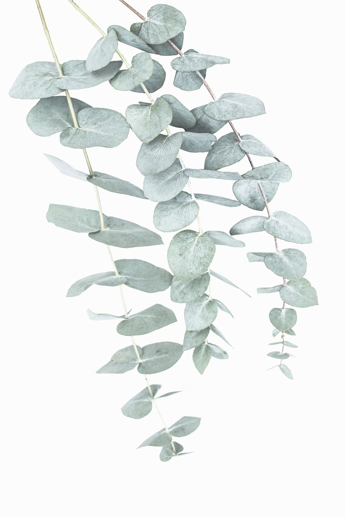 Eucalyptus II Wall Mural