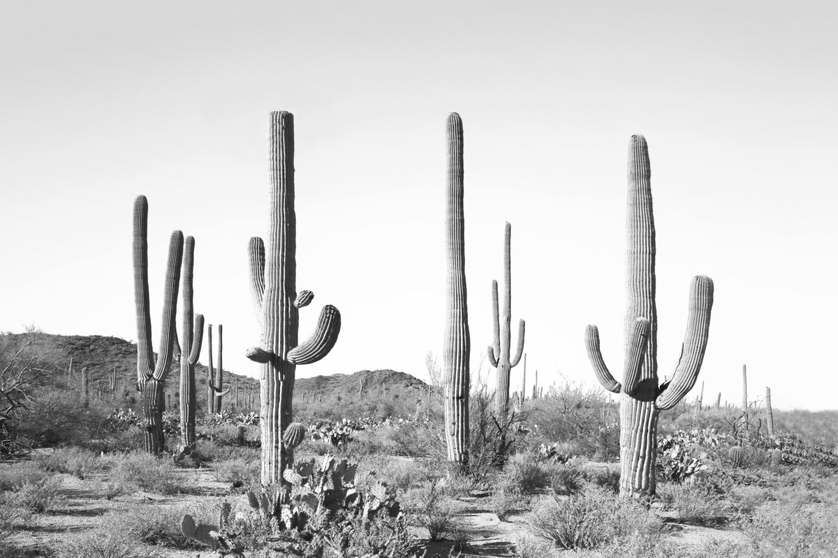 Saguaro Silhouette Wall Mural in your room