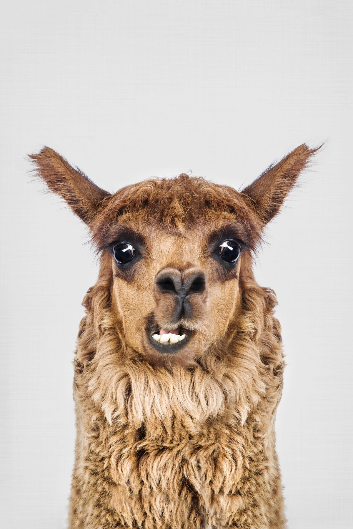 Llama Laughs Wall Mural in your room