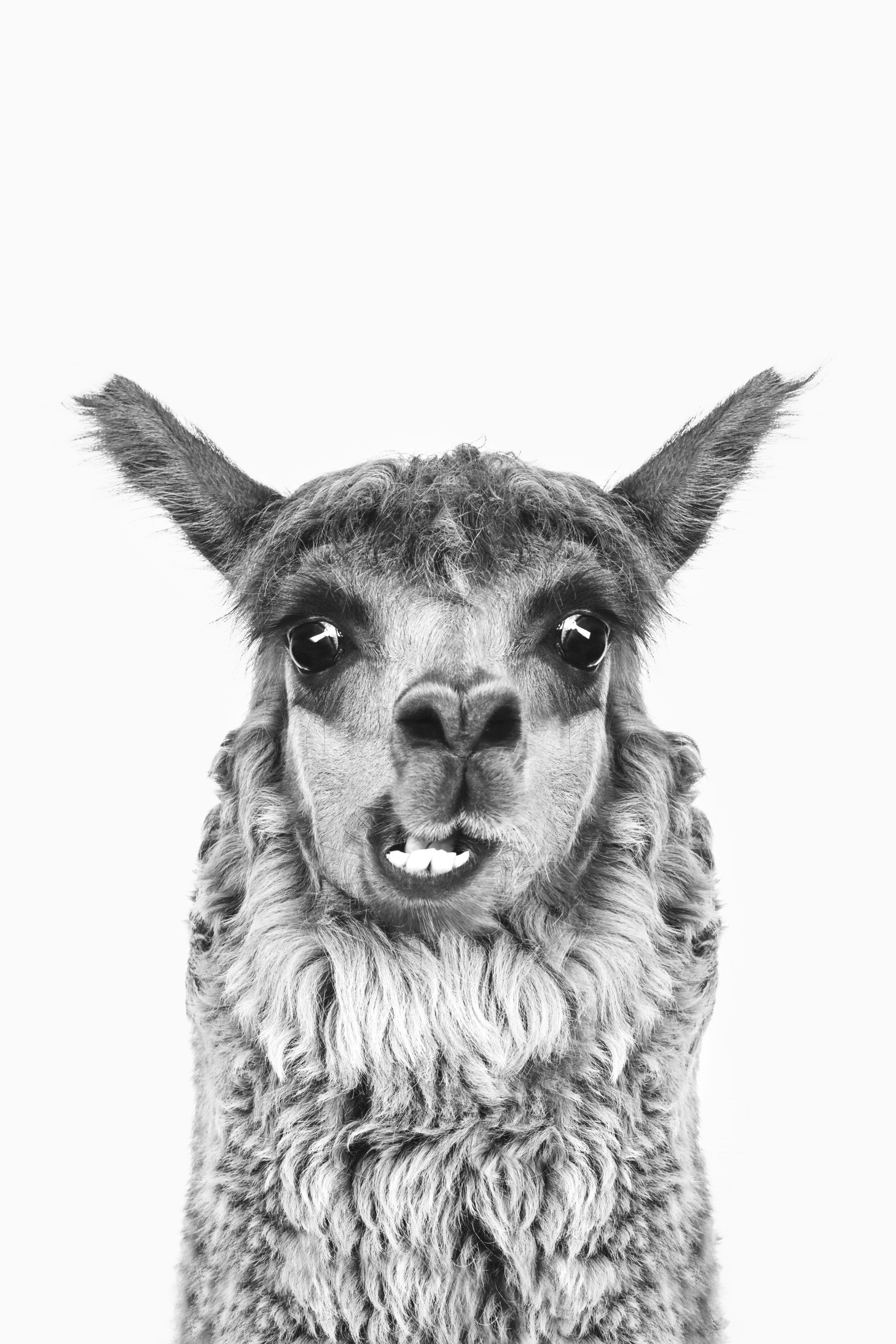 Happy Llama Wall Mural
