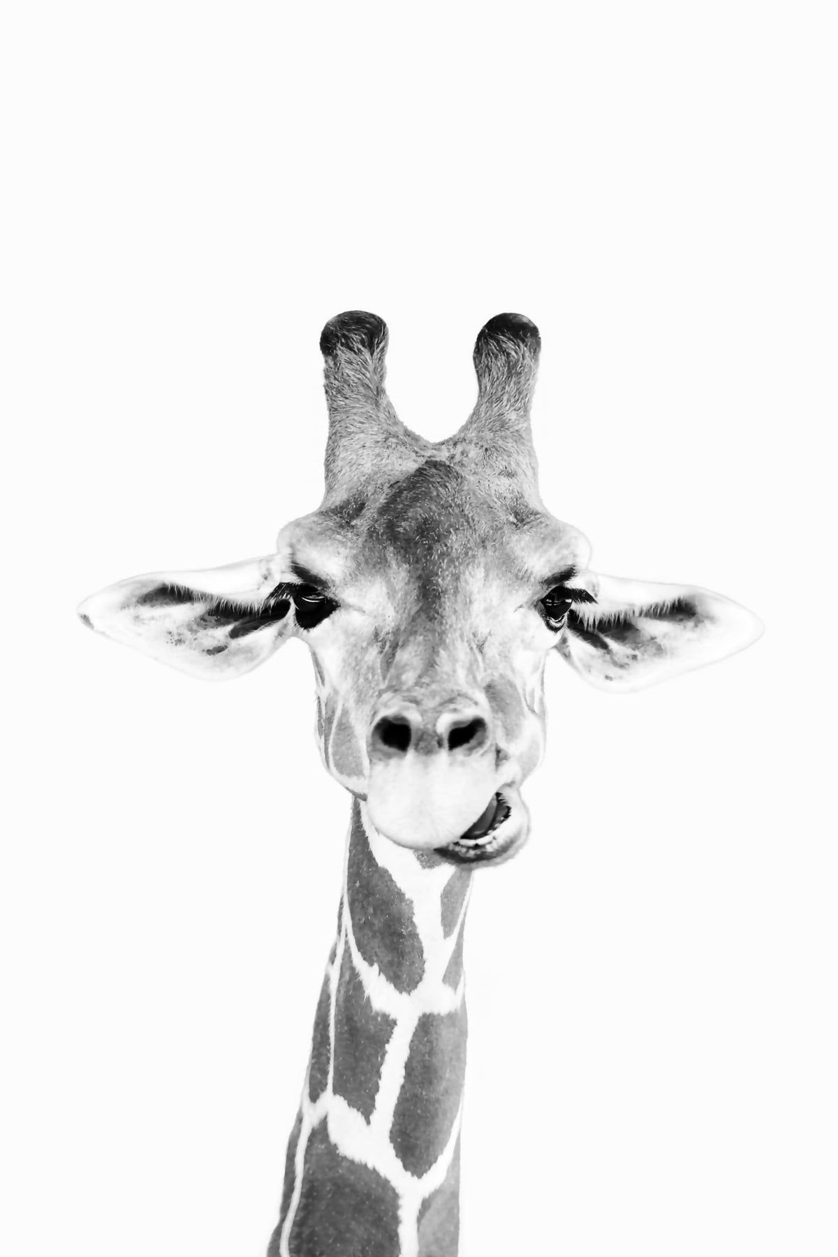 Happy Giraffe BW Wall Mural in your room