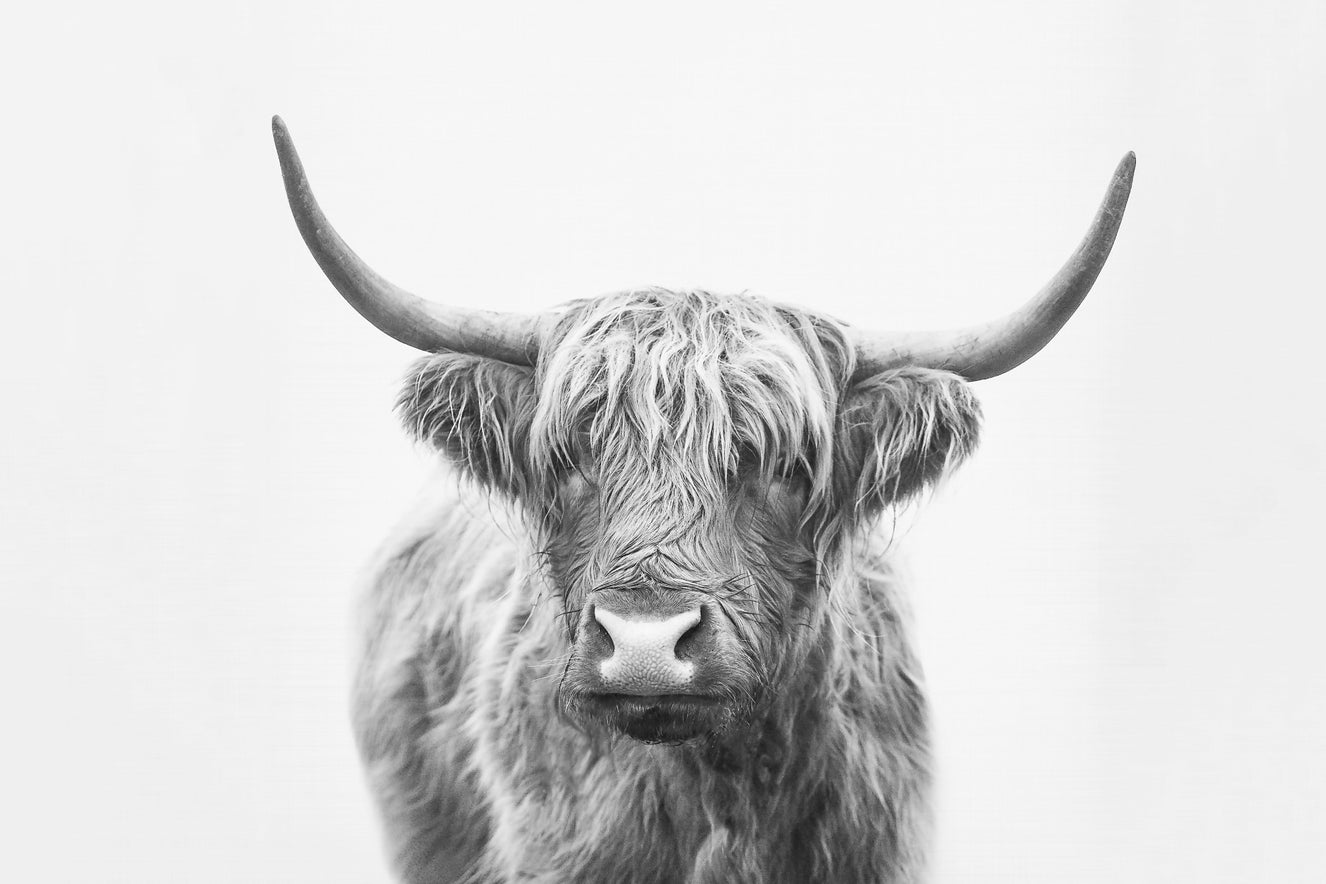Highland Bull Wall Mural