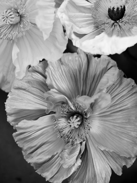 Monochrome Bloom Wall Mural