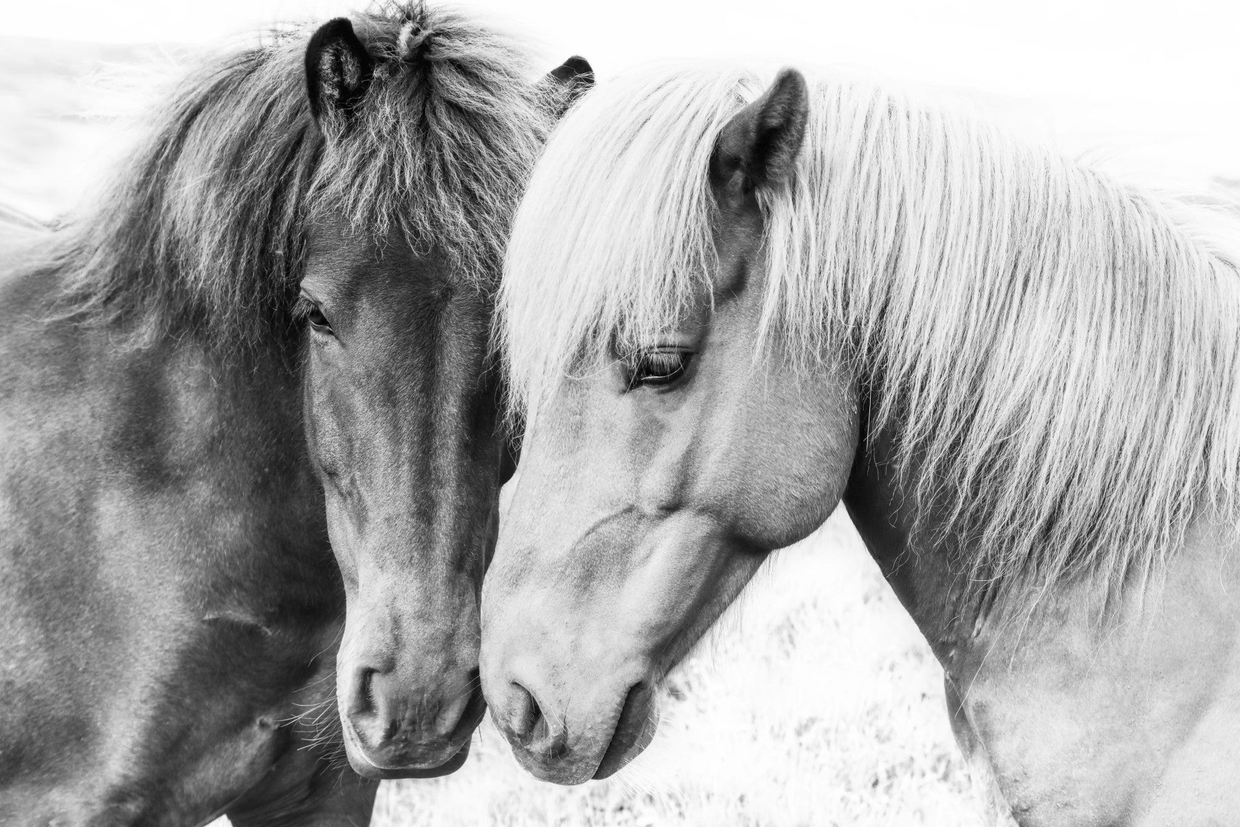 Horse Love Wall Mural