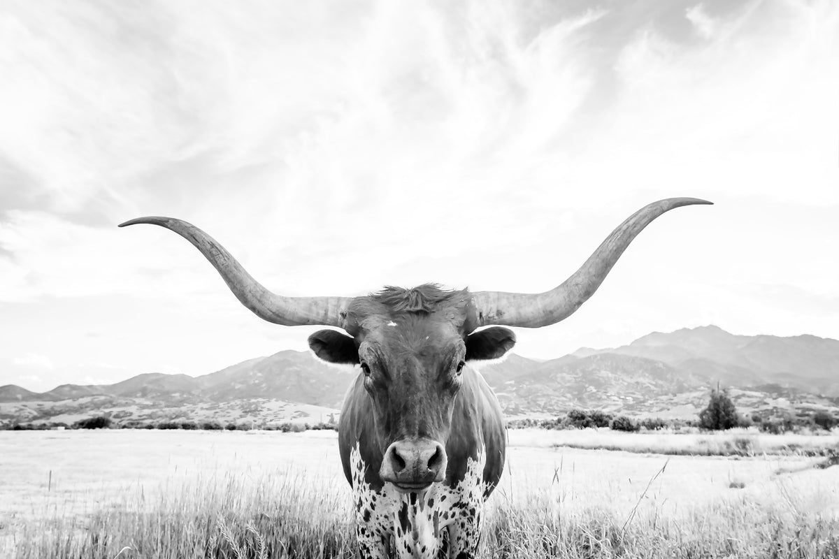 Longhorn BW Wall Mural in your room