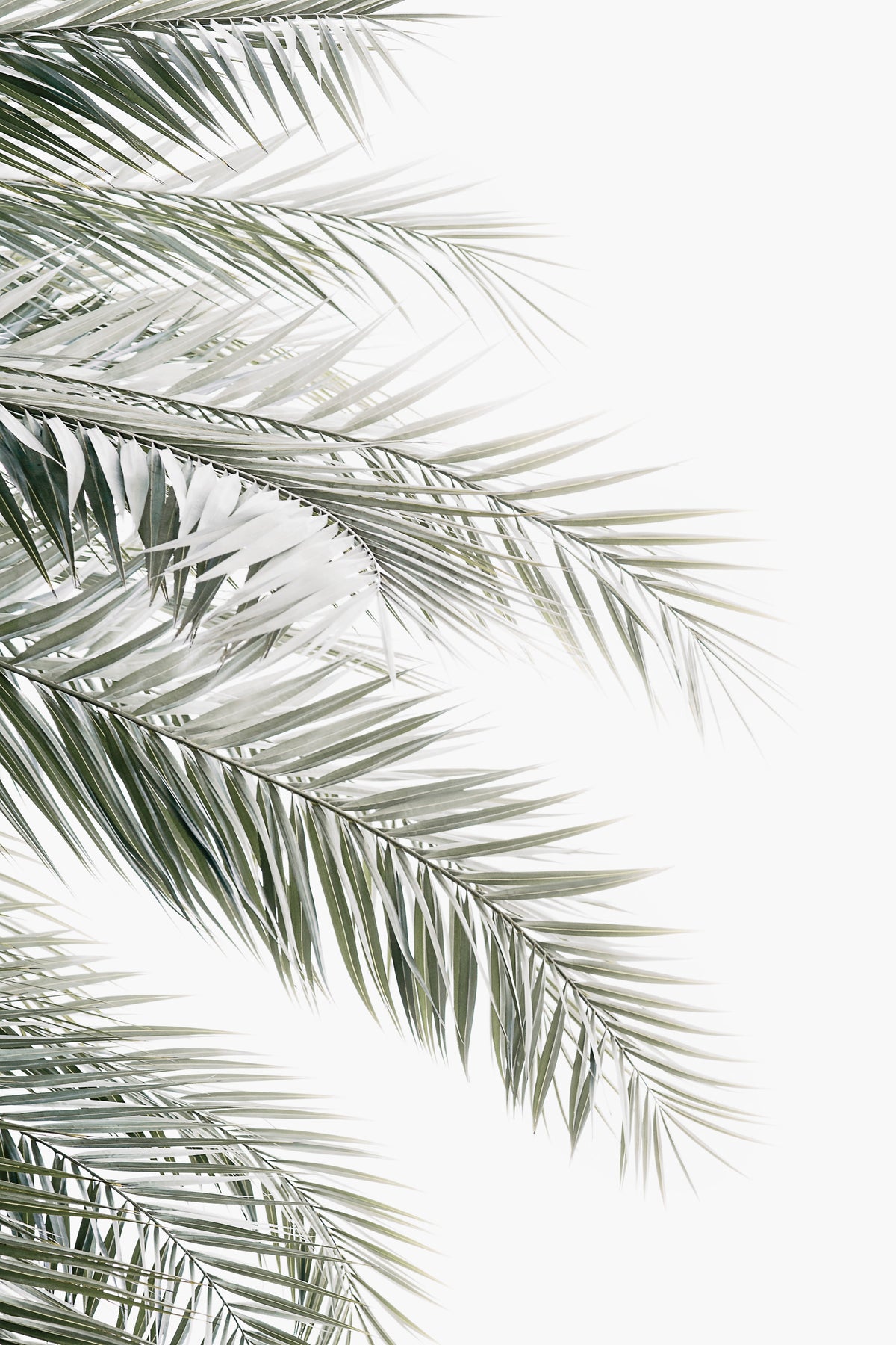 Palm Serenity Wall Mural in your room