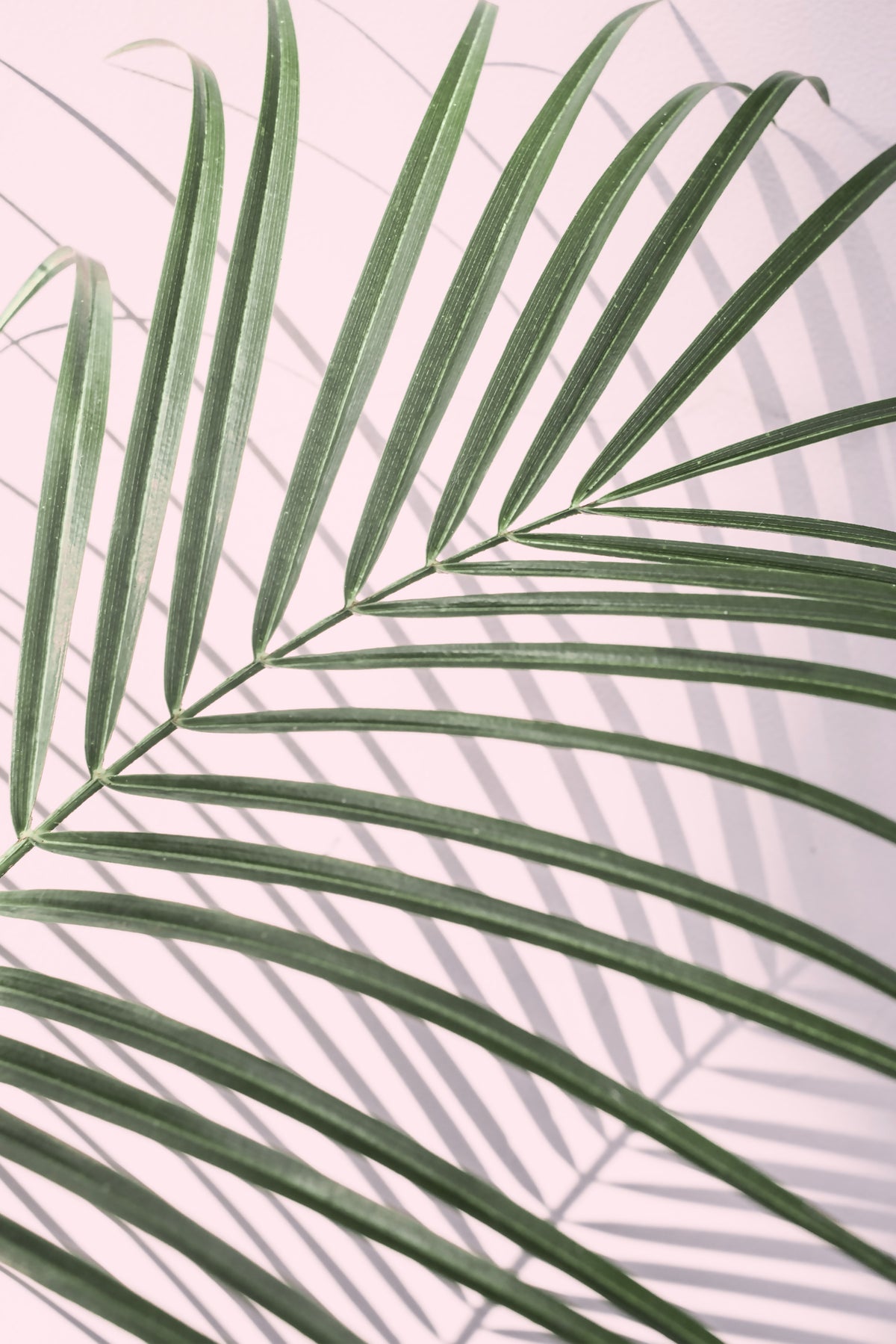 Leaf Whisper Wall Mural