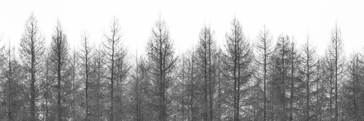 Winter's Edge Wall Mural in your room