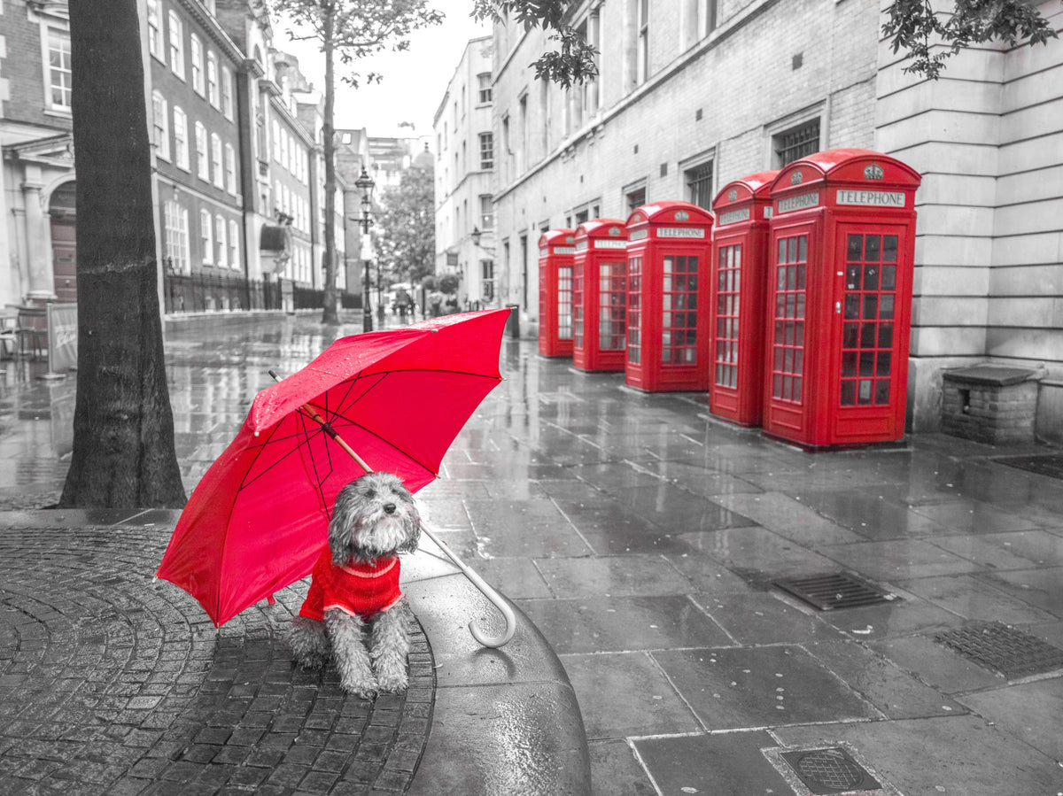 Dog with umbrella in London Wall Mural in your room