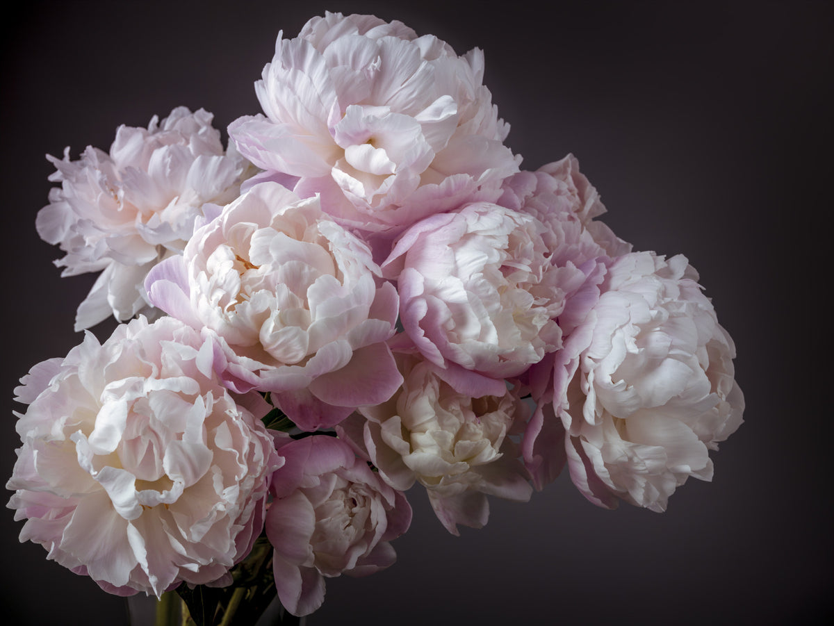 Bunch of Peonies Flowers Wall Mural in your room