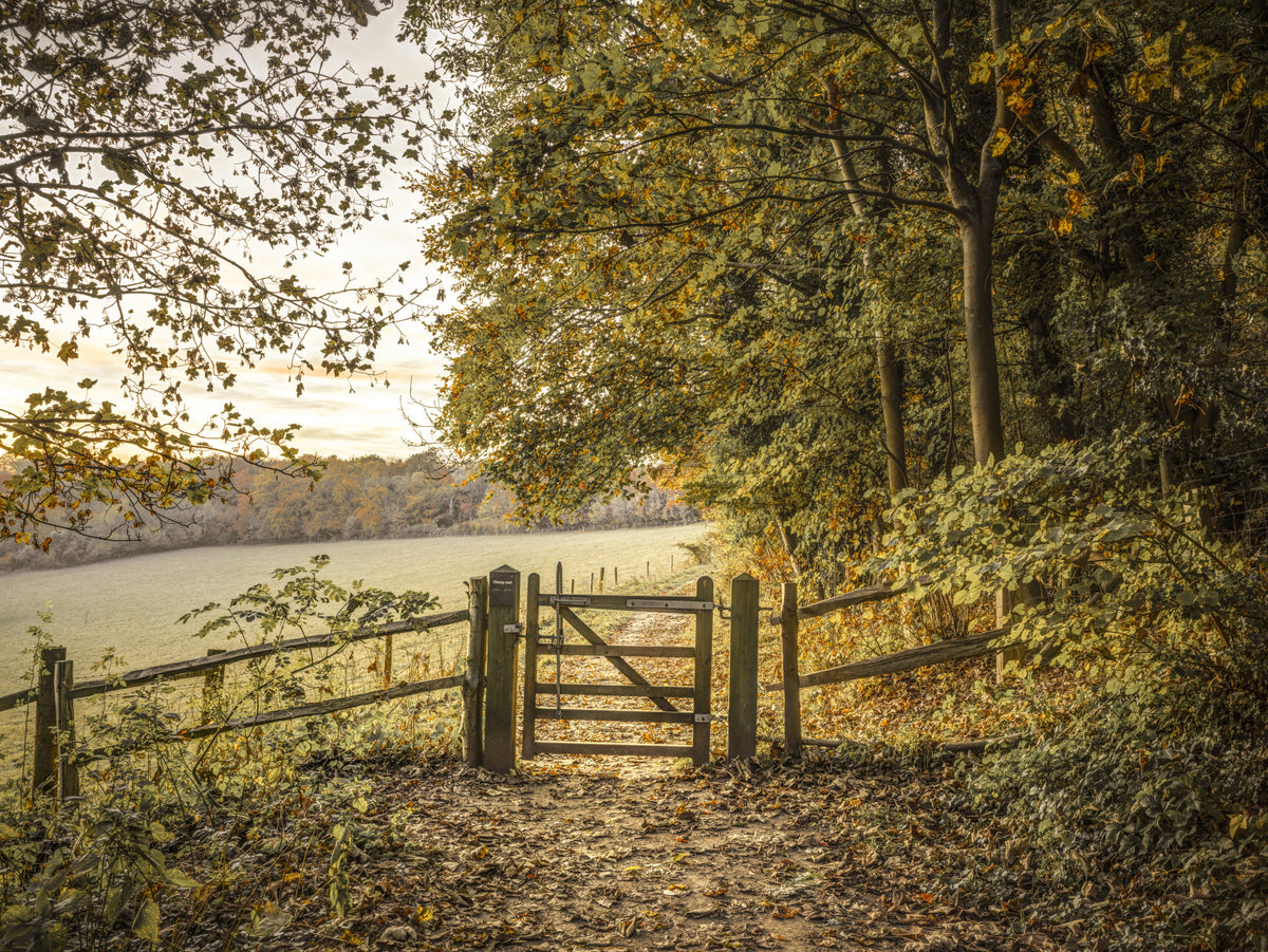 Autumnal Gateway Wall Mural in your room — zoomed