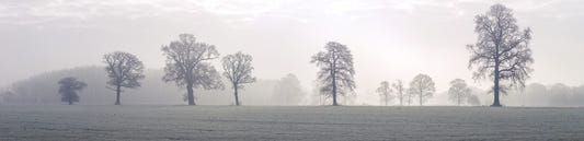 Ethereal Treescape Wall Mural