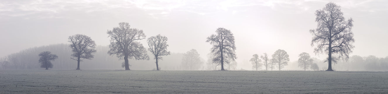 Ethereal Treescape Wall Mural