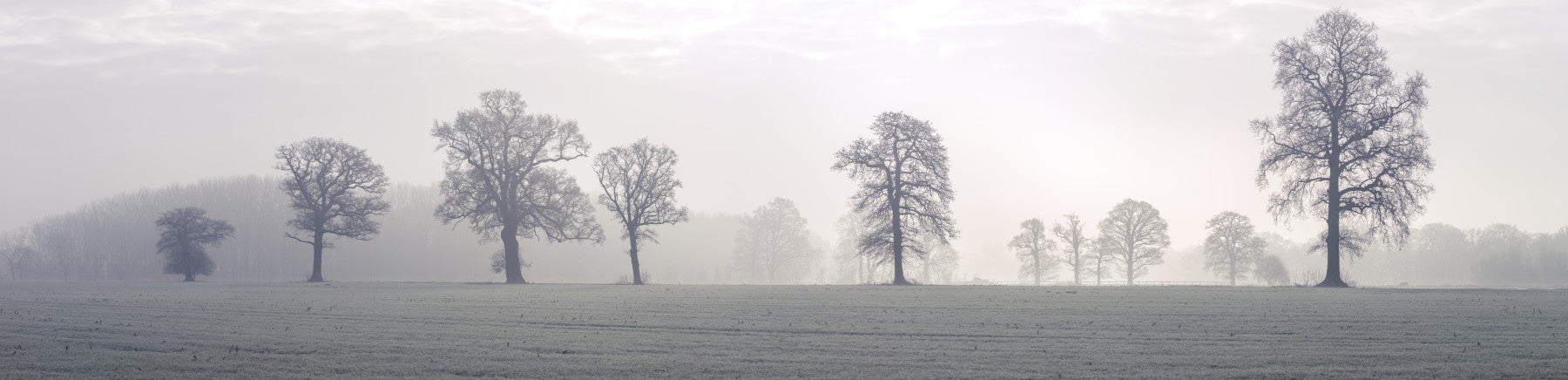 Ethereal Treescape Wall Mural