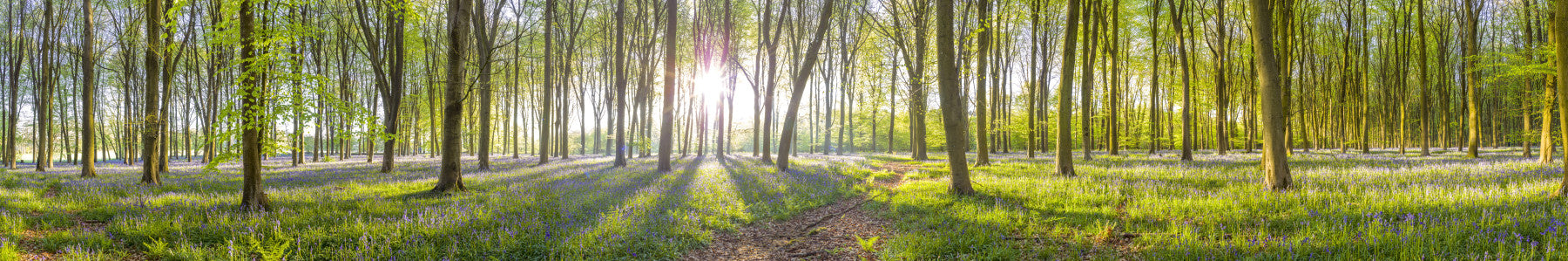 Forest scene with soft, ethereal light.

