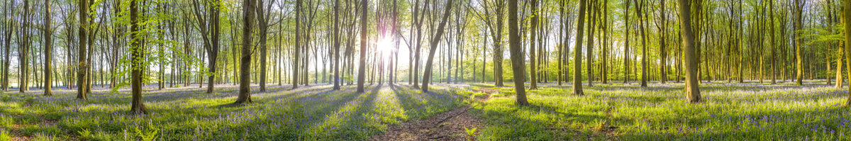 Woodland Glow Wall Mural in your room