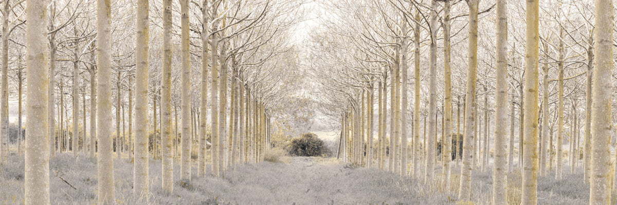 Linear Forest Wall Mural in your room