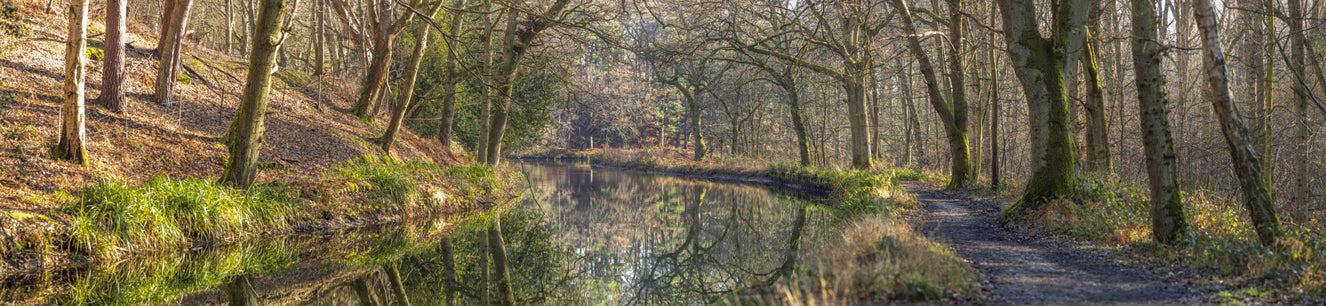 Woodland Mirror Wall Mural