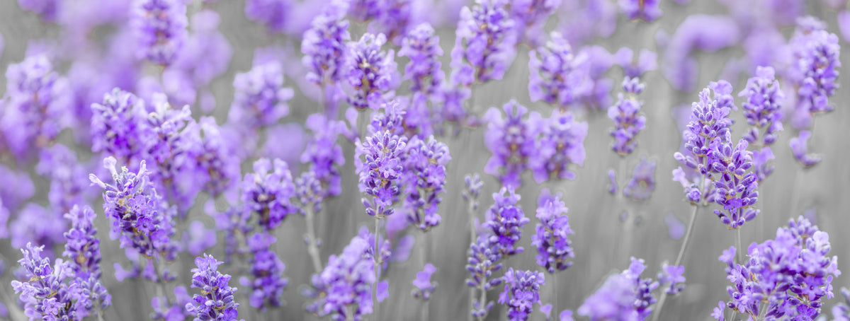 Lavender Farm Wall Mural in your room — zoomed