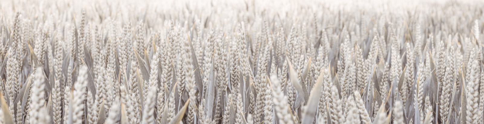 Wheat Field Wall Mural in your room