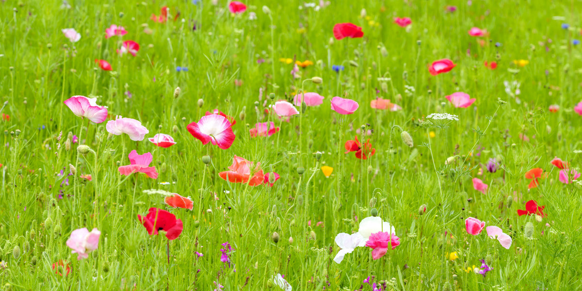 Poppy Meadow Wall Mural