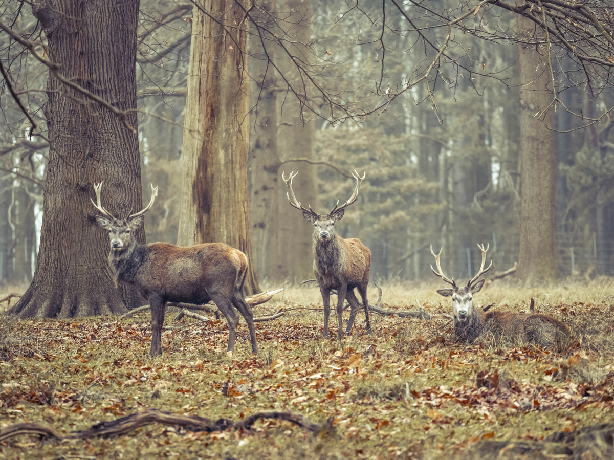 Woodland Lords Wall Mural in your room