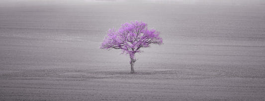 Orchid Tree Serenity Wall Mural