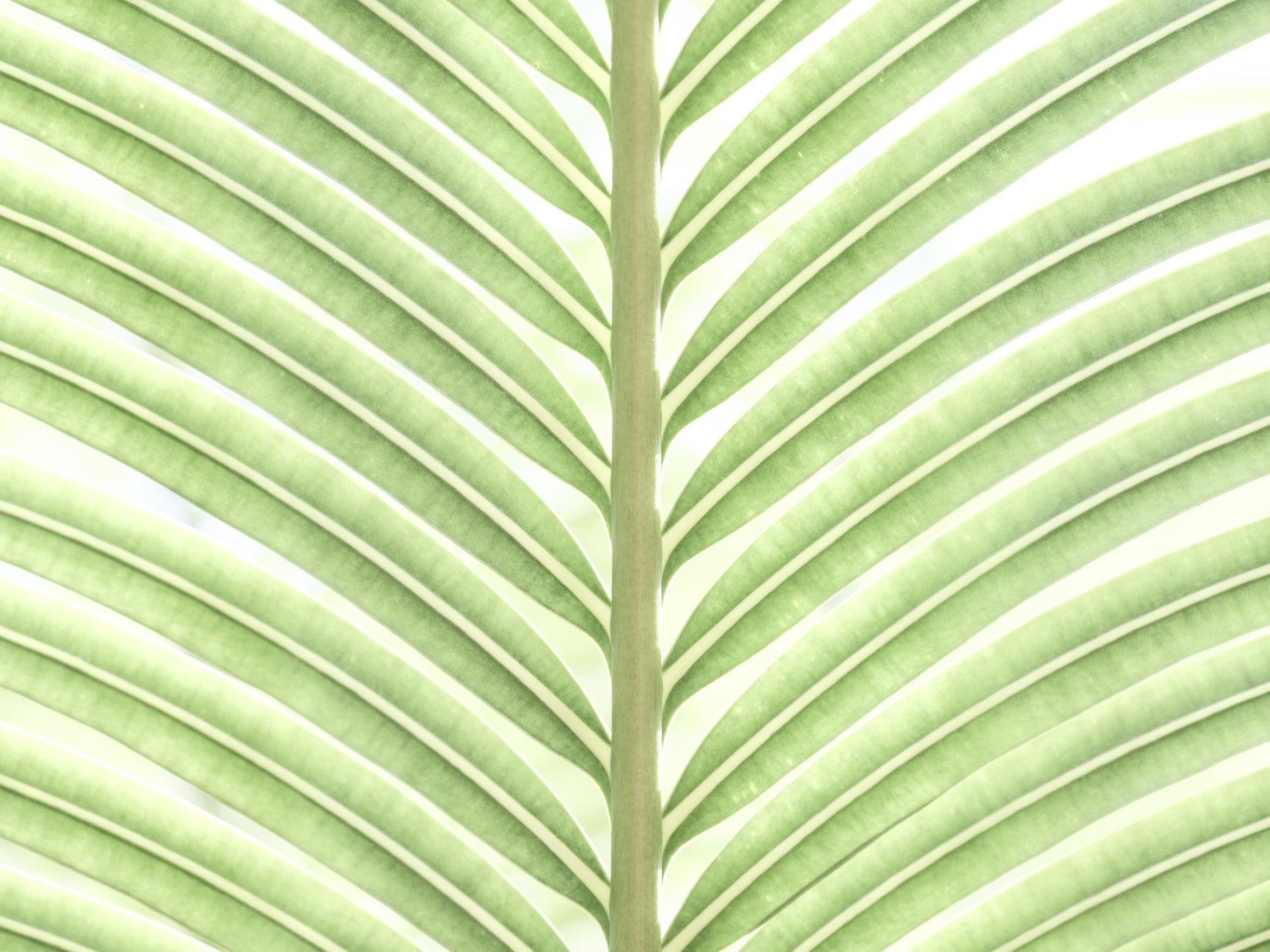 Verdant Leaf Stripes Wall Mural