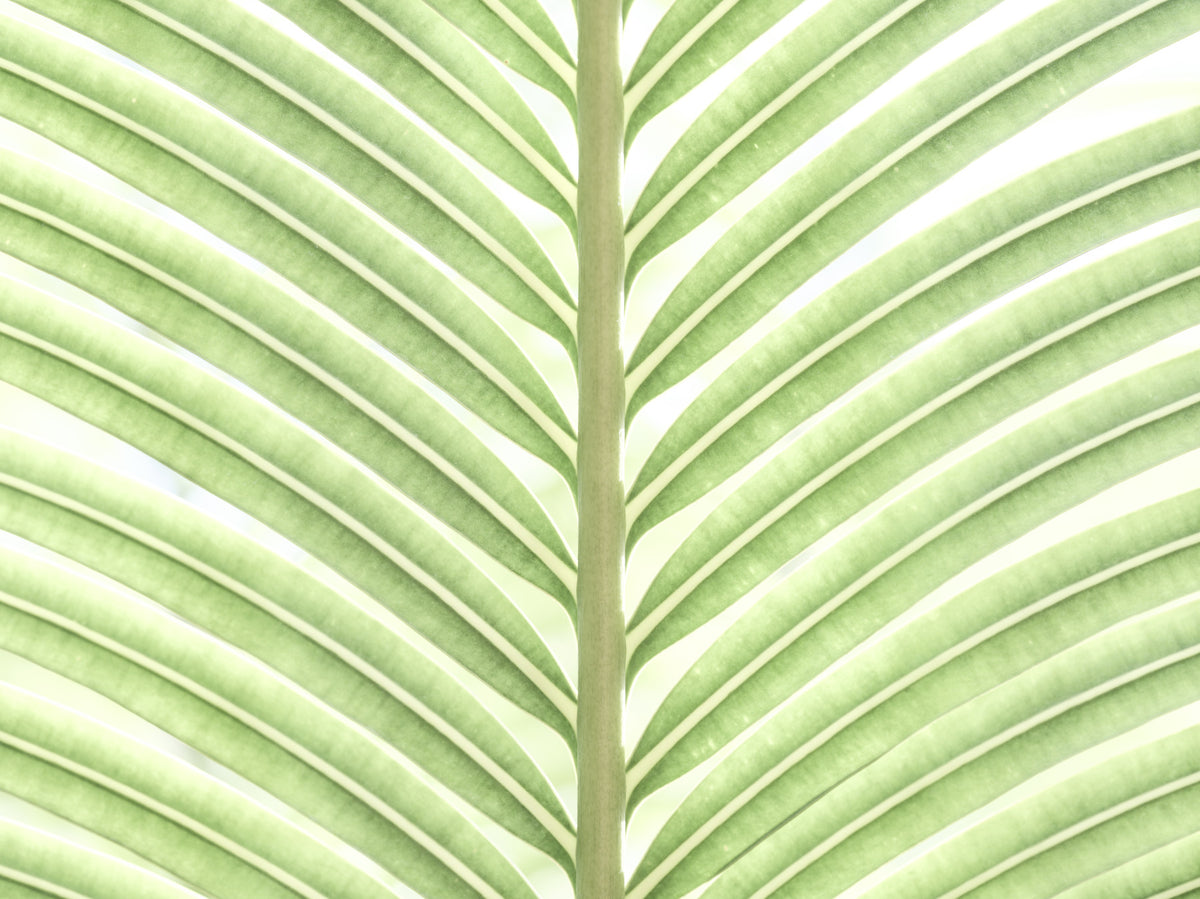 Verdant Leaf Stripes Wall Mural in your room — zoomed
