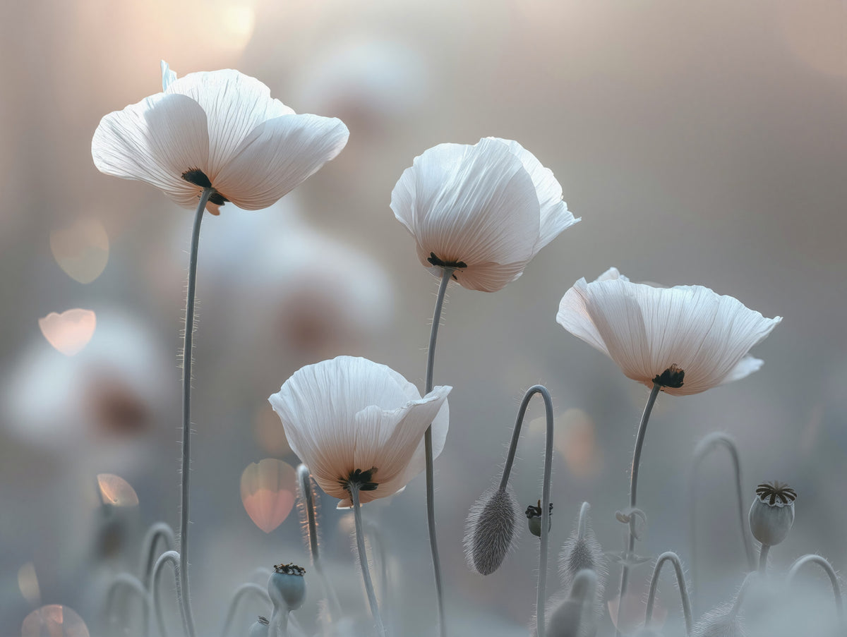 Whimsical White Poppies Wall Mural in your room