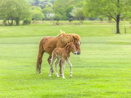 Foal's First Steps Wall Mural