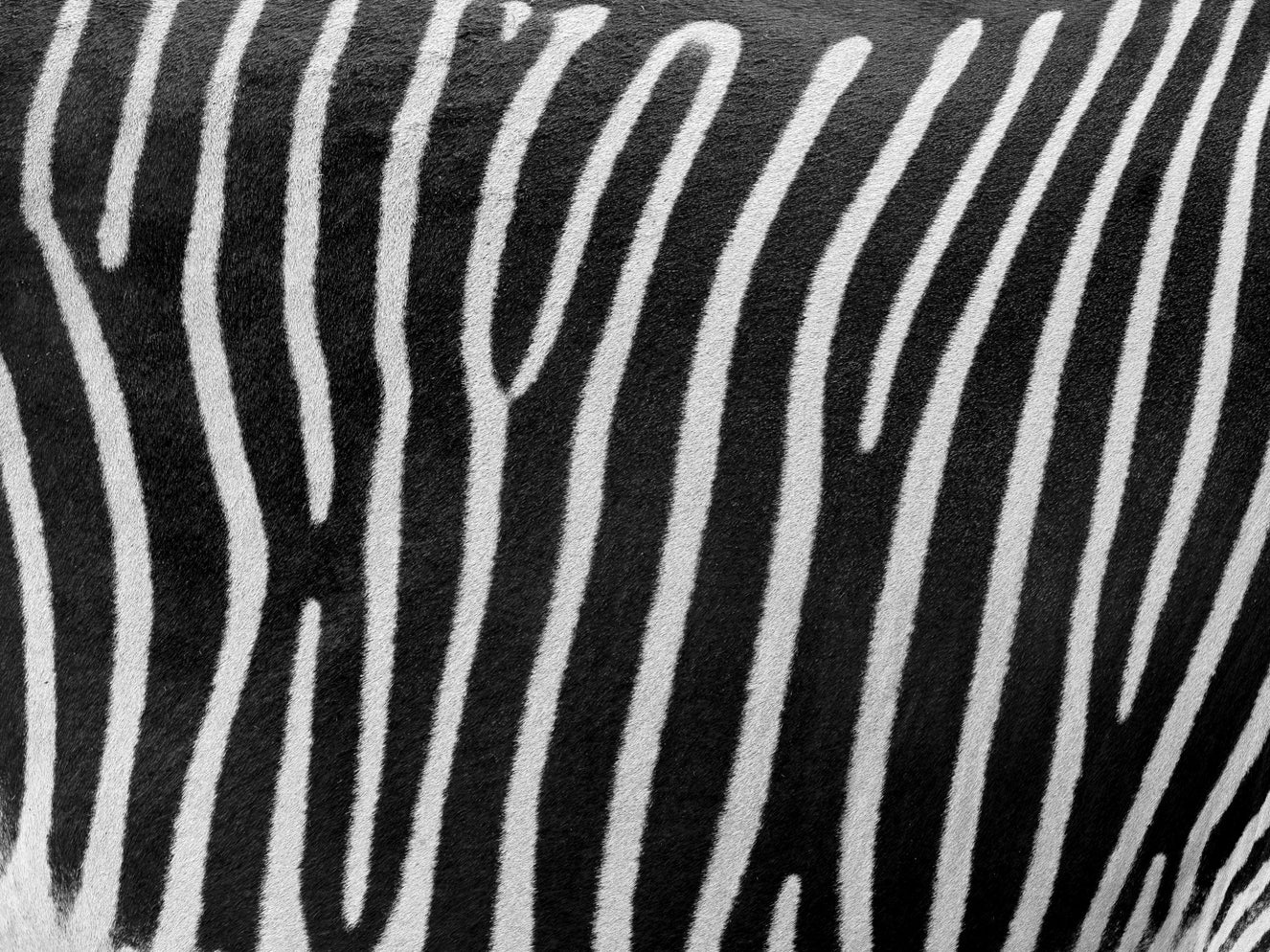 Zebra Stripes Wall Mural