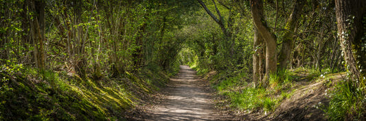 The Road Less Taken Wall Mural