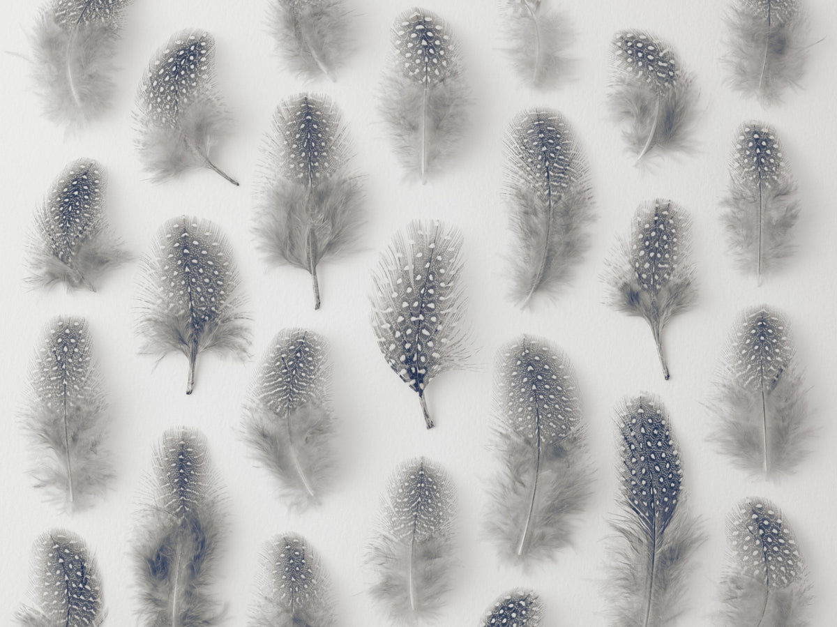 Marching Feathers Wall Mural