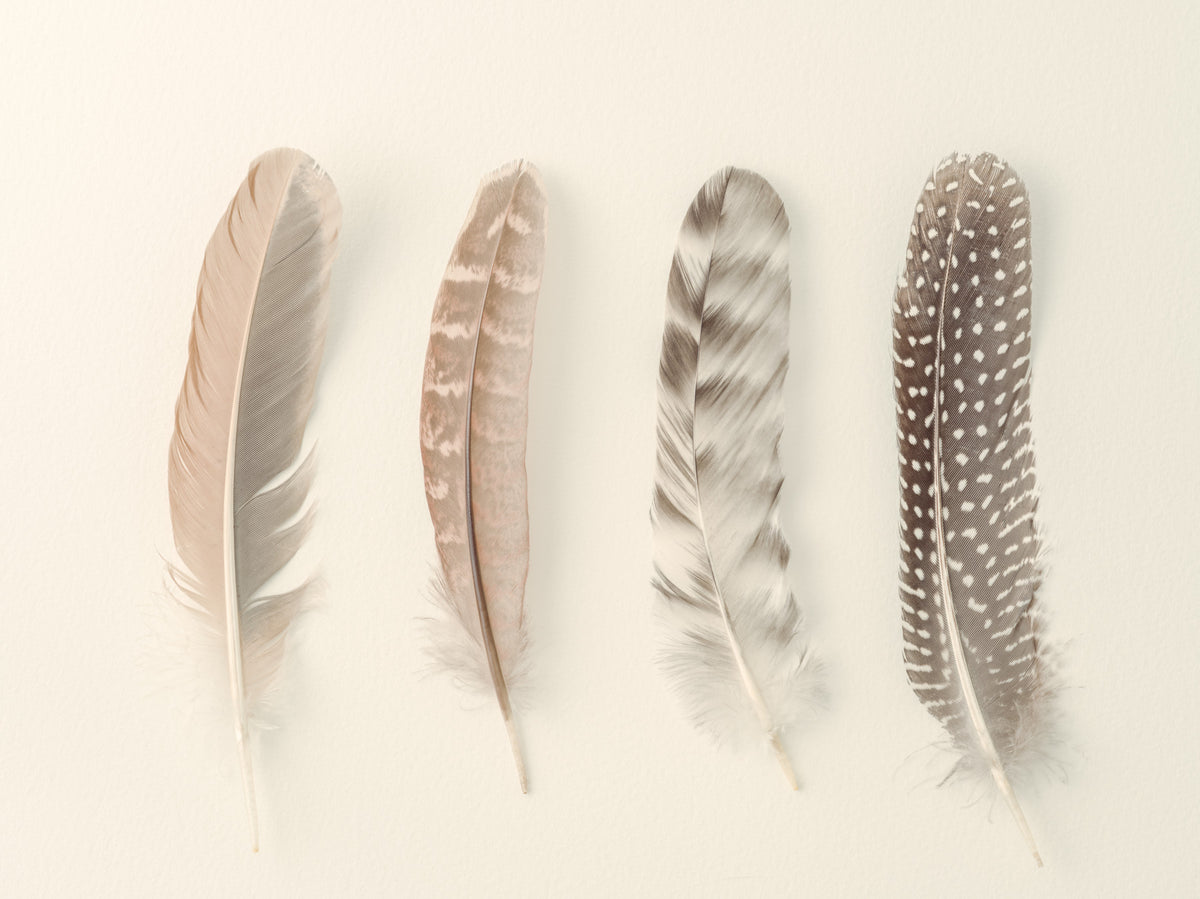 Study of Feathers Wall Mural in your room