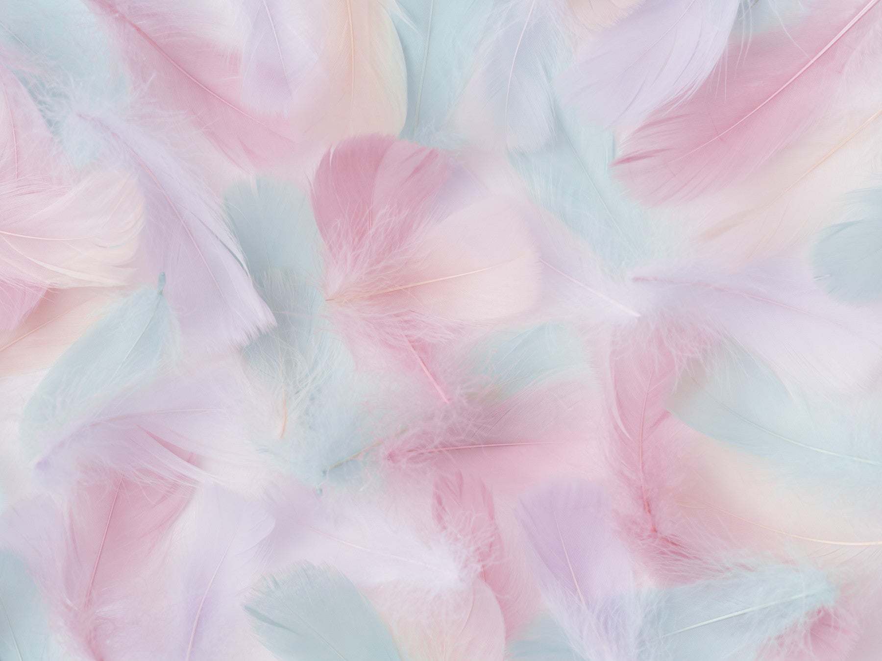 Gentle Plumes - Pastel Wall Mural in your room — zoomed