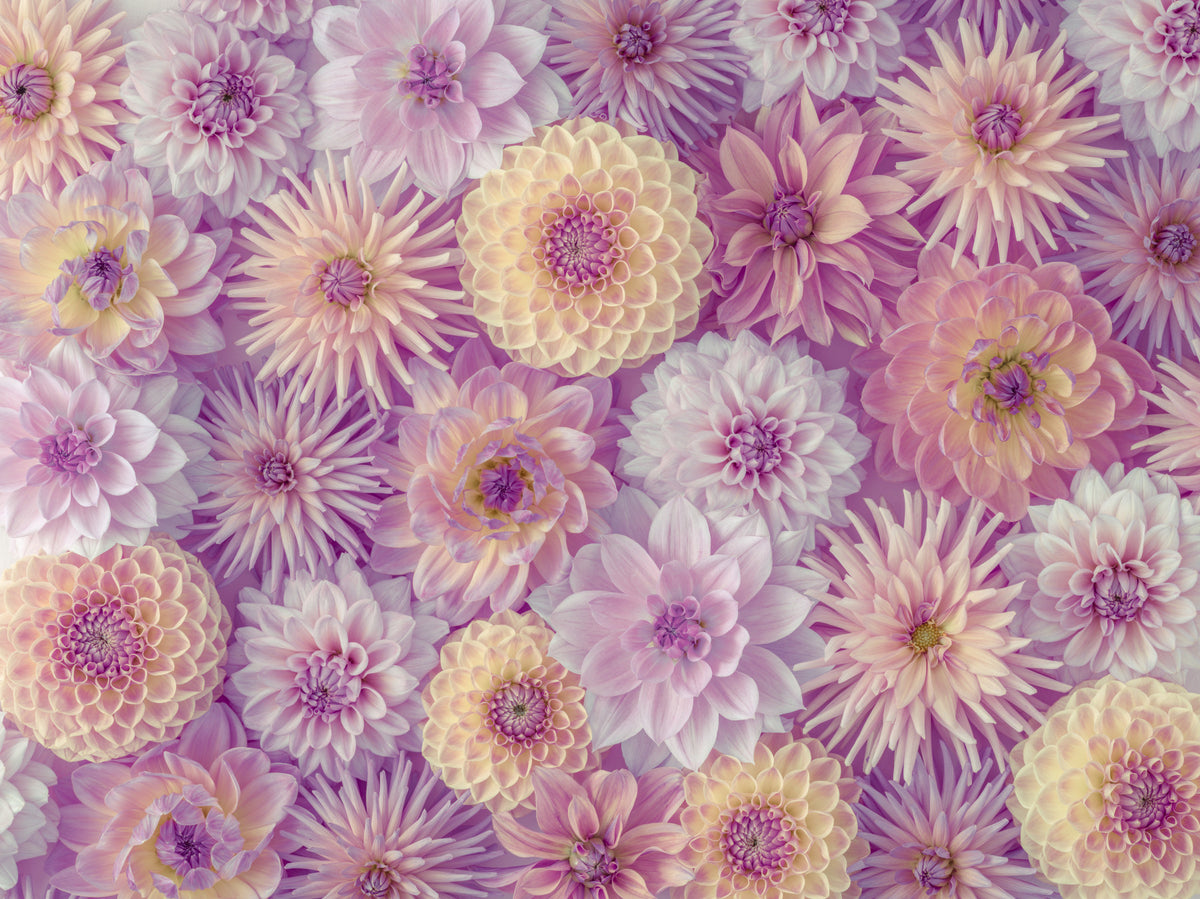 Colorful Dahlia Mosaic Wall Mural in your room — zoomed