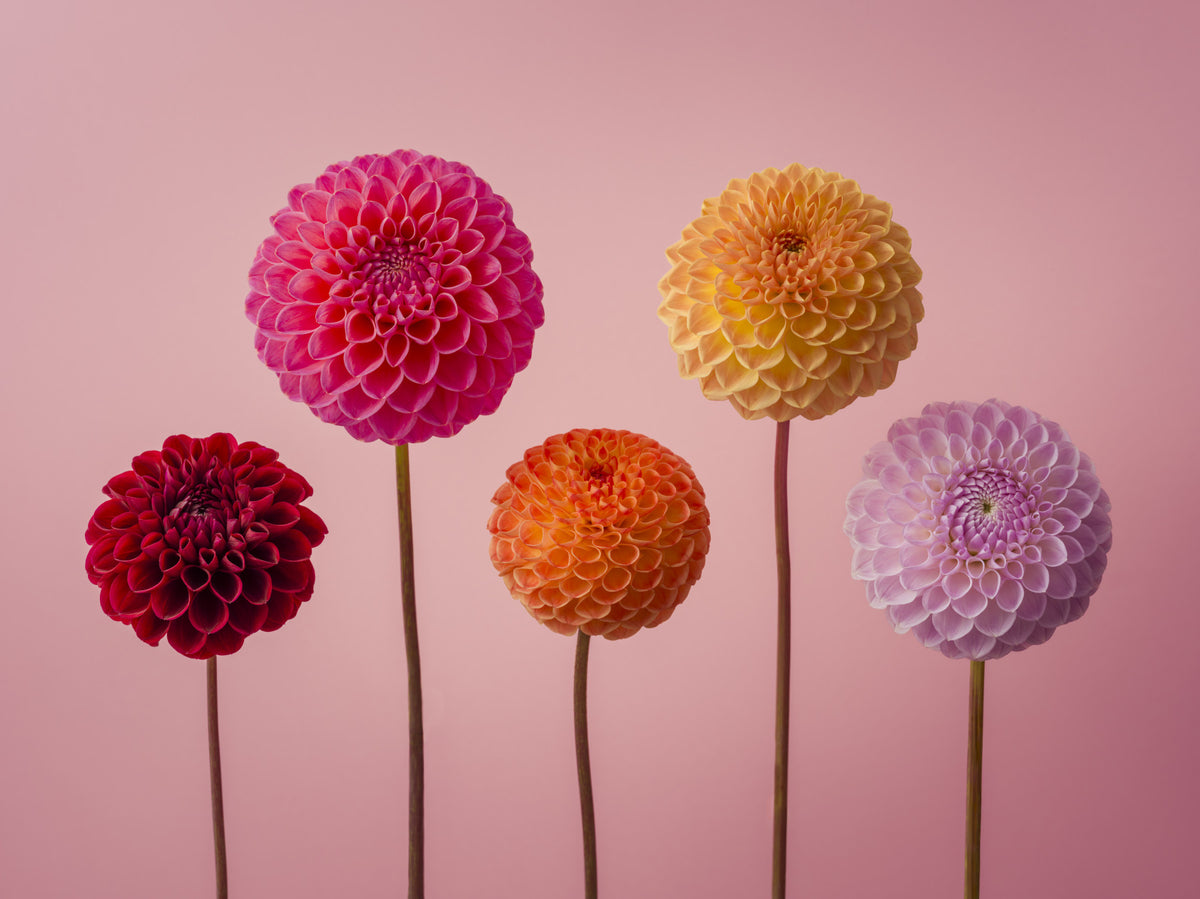 Vibrant Dahlia Quintuplet Wall Mural in your room