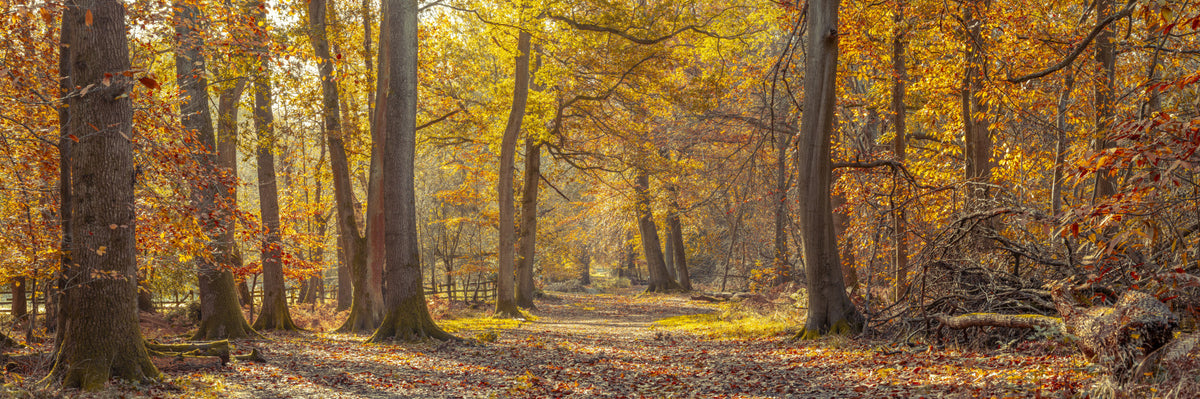 Golden Autumn Woods Wall Mural in your room — zoomed