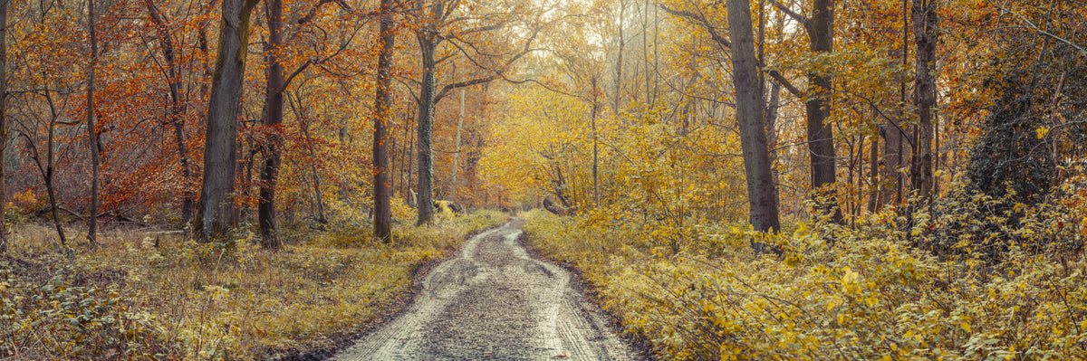 Rustic Path Through Woods Wall Mural in your room — zoomed