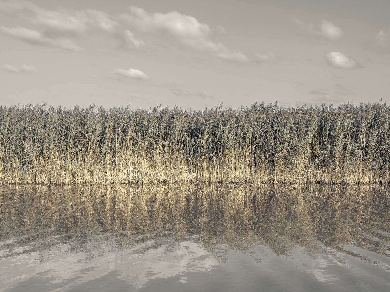 Whispering Water Grass Wall Mural in your room