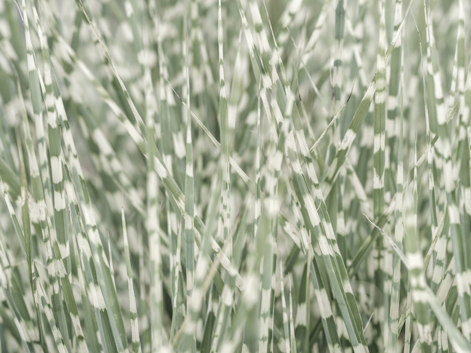 Whispering Grassland Wall Mural