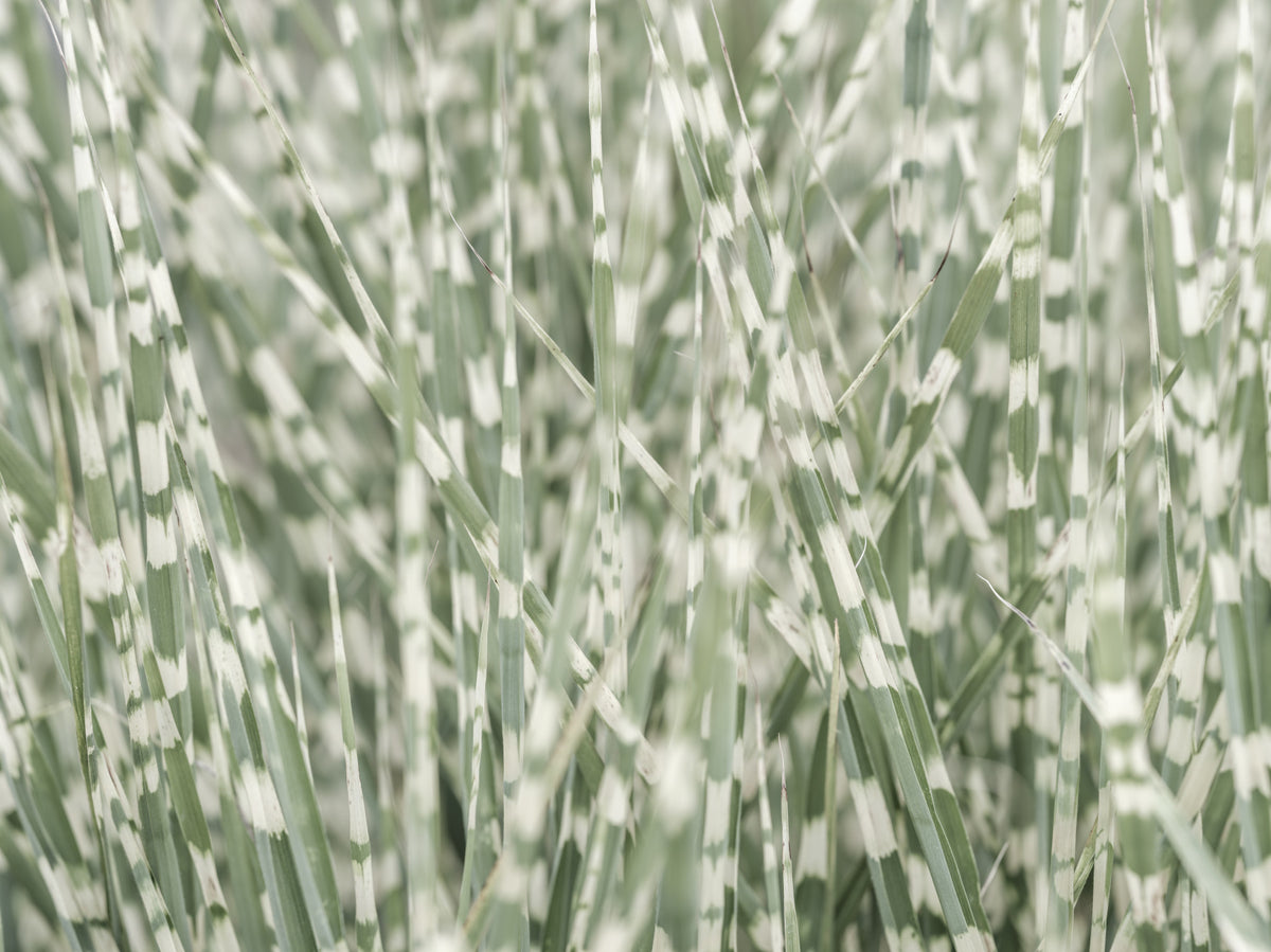 Whispering Grassland Wall Mural in your room — zoomed